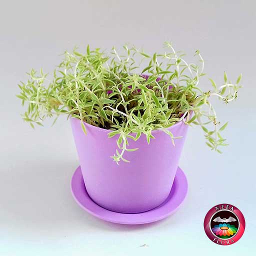 Suculenta uña de señorita Sedum 10cm matera plástica Galena purpura frontal