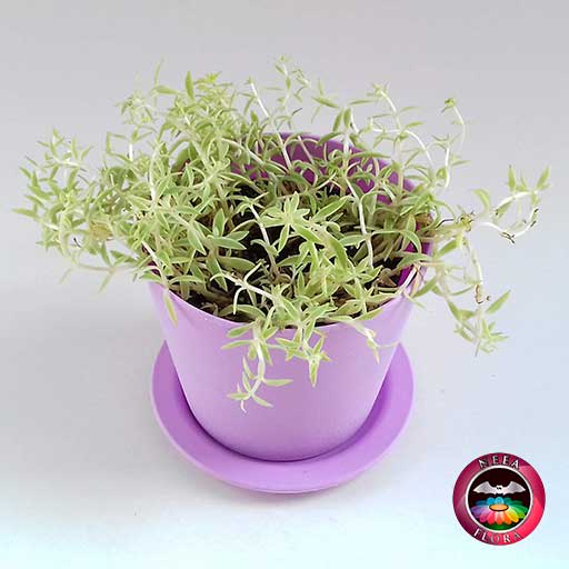 Suculenta uña de señorita Sedum 10cm matera plástica Galena purpura diagonal