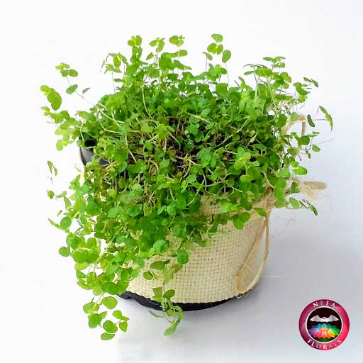 Planta madre de mil, musgo colchón de novia Soleirolia soleirolii 10cm de diámetro. Viene en una matera plástica cubierta con yute artesanal. Compra a domicilio en Bogotá. Vivero Neea Flora.