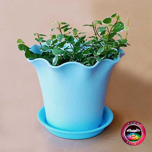Ficus rastrero Ficus pumila 10cm matera plástica Florence azul frontal fondo