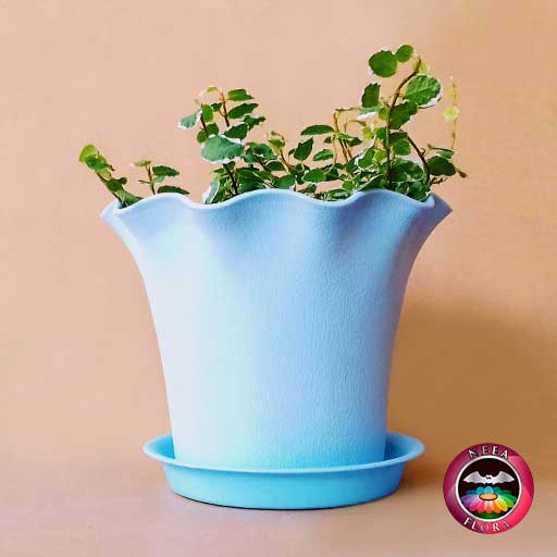 Ficus rastrero Ficus pumila 10cm matera plástica Florence azul lateral fondo