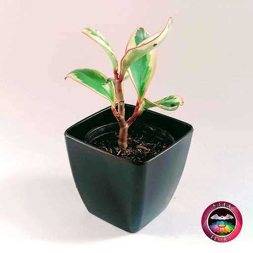 Planta Conga Peperomia clusiifolia 10cm matera plástica cubo Goodal negra diagonal