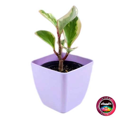 Planta Conga Peperomia clusiifolia 10cm matera plástica cubo Goodal púrpura diagonal