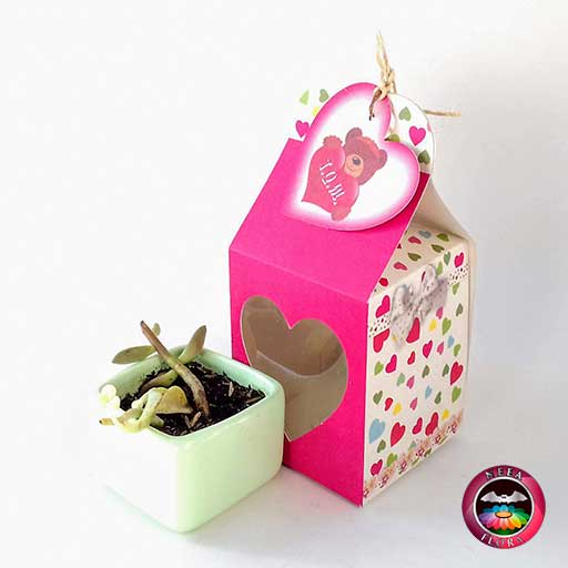 Suculentas matera cerámica caja lisa mini 7x4cm caja de regalo fucsia corazones diagonal Neea Flora