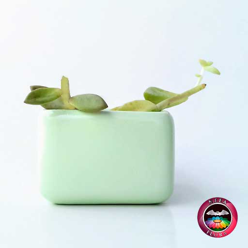 Suculentas matera cerámica caja lisa mini 7x4cm verde claro lateral