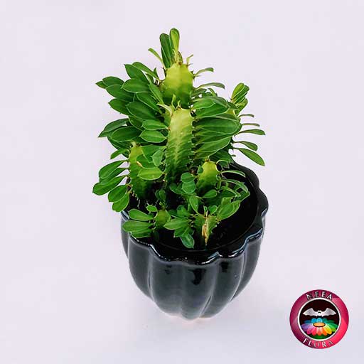 Euforbia Euphorbia trigona 12cm matera cerámica tornillo negra diagonal