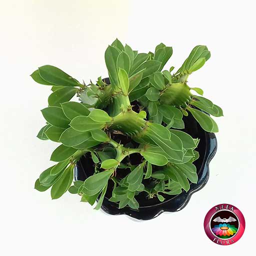 Euforbia Euphorbia trigona 12cm matera cerámica tornillo negra superior