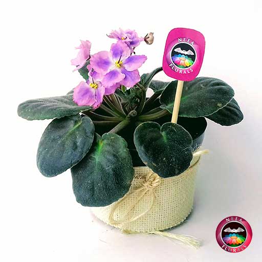 Planta violeta africana Saintpaulia flor rosa morada púrpura matera  plástica yute 10 cm • Neea Flora - Recordatorios y Regalos con Suculentas