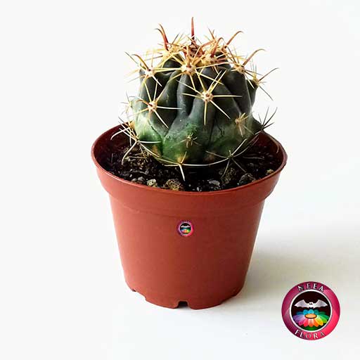 Cactus Ferocactus sp matera plástica 7cm frontal Neea Flora