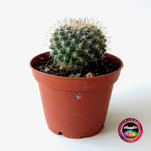 Cactus Mammillaria sp2 matera plástica 7cm diagonal Neea Flora