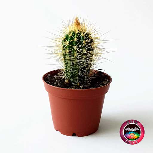 Cactus Pilosocereus chrysothele matera plástica 7cm frontal Neea Flora