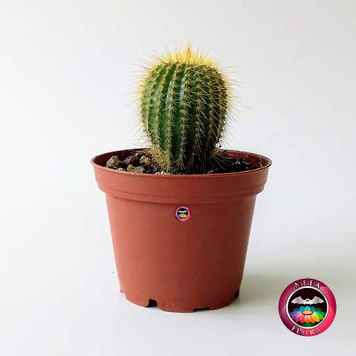 Cactus parodia leninghausii ,matera plástica 7cm frontal Neea Flora