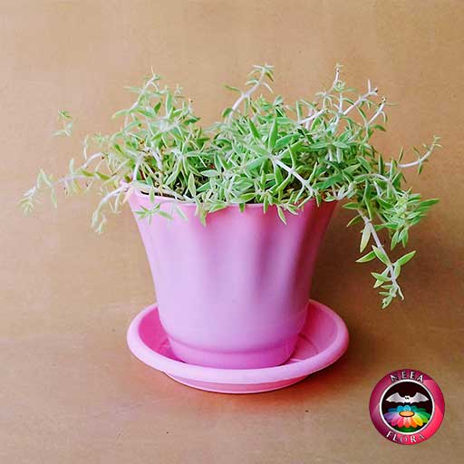 Suculenta uña de señorita Sedum 10cm matera plástica Rosalind rosa diagonal