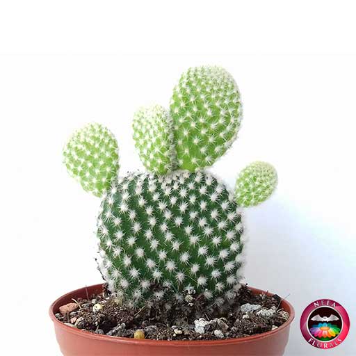 Cactus pequeño P-7 en matera plástica color terracota de 7 cm zoom Neea Flora