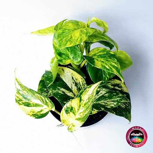 Planta miami Philodendron scandens 14cm de diámetro. Viene en una matera plástica cubierta con yute artesanal. Compra a domicilio en Bogotá. Vivero Neea Flora.