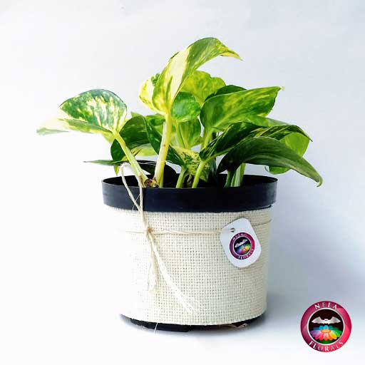 Planta filodendron variegado Philodendron scandens 14cm de diámetro. Viene en una maceta plástica con yute artesanal. Venta a domicilio en Bogotá. Vivero Neea Flora.
