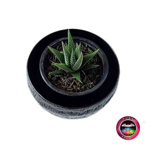 Suculenta zebra Haworthia matera 9cm plástica bowl Ceci negra superior