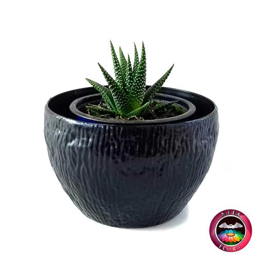 Suculenta zebra Haworthia matera 9cm plástica bowl Ceci negra frontal