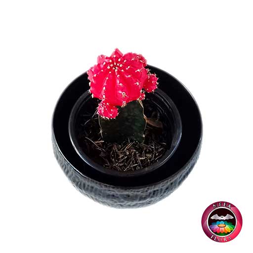Cactus injerto 9cm matera plástica bowl Ceci negra superior