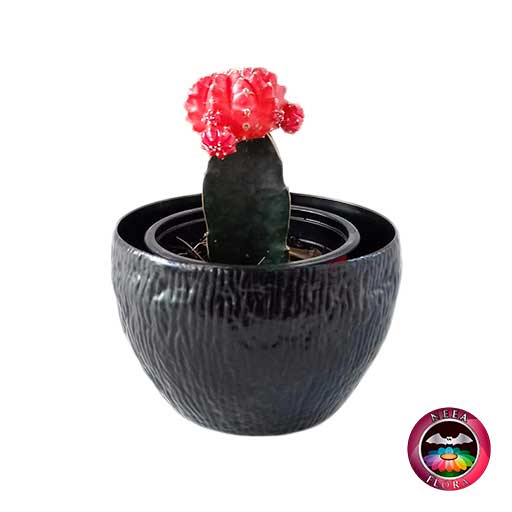 Cactus injerto 9cm matera plástica bowl Ceci negra frontal