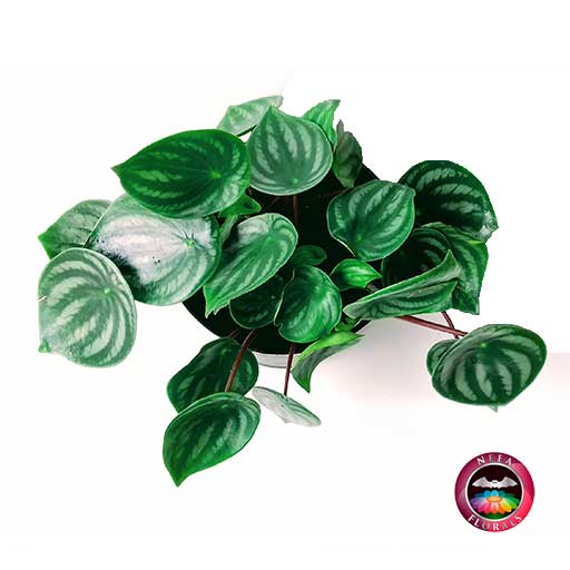 Peperomia argyreia planta cucharita superior Neea Flora