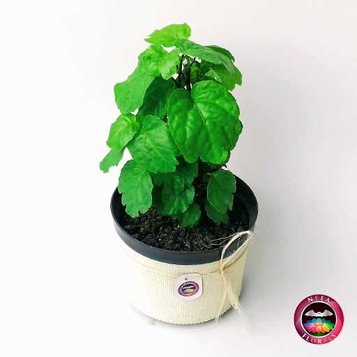 Planta dolar Plectranthus verticillatus 14cm de diámetro. Viene en una matera plástica cubierta con yute artesanal. Compra a domicilio en Bogotá. Vivero Neea Flora.