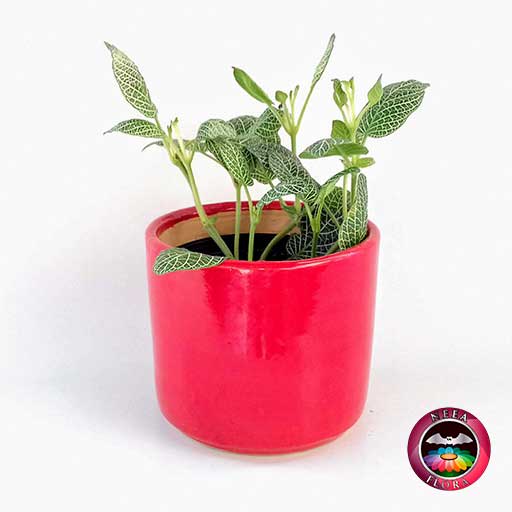 Planta abrecaminos Fittonia albivenis 14cm matera cerámica cilindro Bell roja frontal