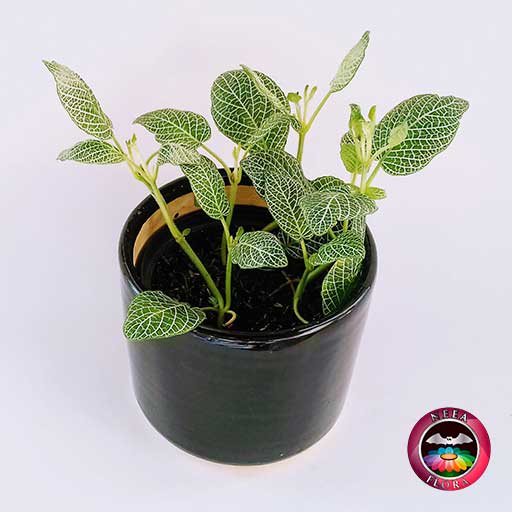 Planta abrecaminos Fittonia albivenis 14cm matera cerámica cilindro Bell negra diagonal