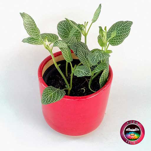 Planta abrecaminos Fittonia albivenis 14cm matera cerámica cilindro Bell roja diagonal