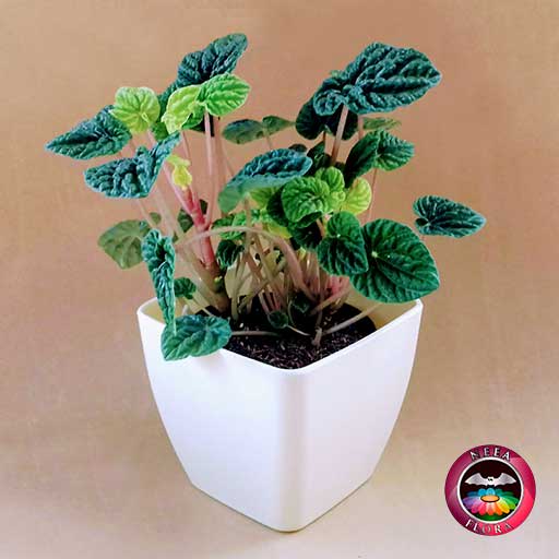 Planta velitas Peperomia caperata 12cm matera plástica cubo Goodal caqui frontal fondo