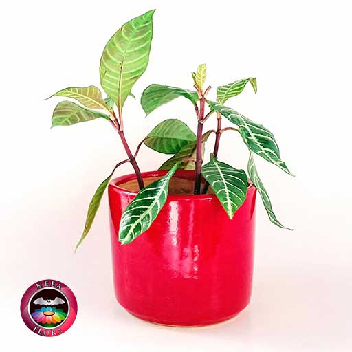 Afelandra gruesa Aphelandra squarrosa 14cm matera cerámica cilindro Bell roja frontal