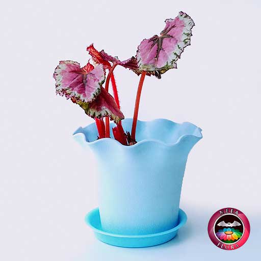 Begonia rex 10cm matera plástica Florence azul fondo