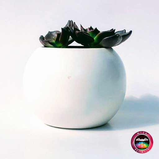 Suculenta en matera bolita de cerámica - Imagen 2