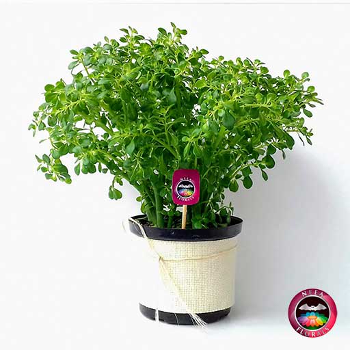 Planta colchón de niño Pilea microphylla 14cm de diámetro. Viene en una matera plástica cubierta con yute artesanal. Compra a domicilio en Bogotá. Vivero Neea Flora