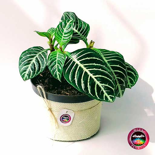 Planta afelandra gruesa Aphelandra squarrosa 14cm de diámetro. Viene en una maceta plástica con yute artesanal. Venta a domicilio en Bogotá. Vivero Neea Flora.