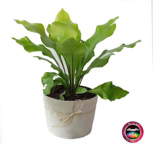 Helecho Nido de Ave Liso Asplenium nidus P-14 Neea Flora