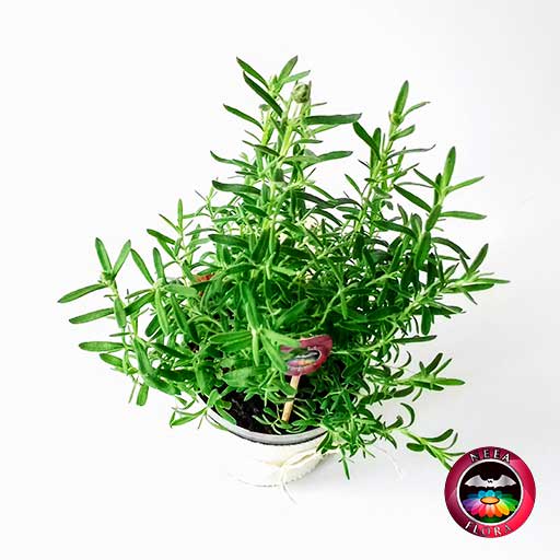 Planta Lavanda Lavandula angustifolia 12cm matera plástica • Neea Flora -  Recordatorios y Regalos con Suculentas