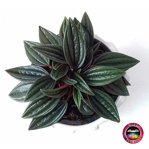 Planta velita Peperomia caperata en matera tuerca blanca superior Neea Flora