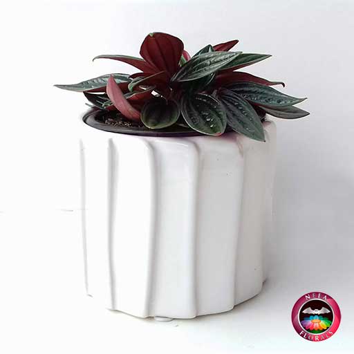 Planta velita Peperomia caperata en matera tuerca blanca diagonal Neea Flora