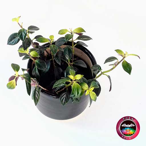 Planta pescado rojo Nematanthus 14cm matera cerámica cilindro Bell negra superior
