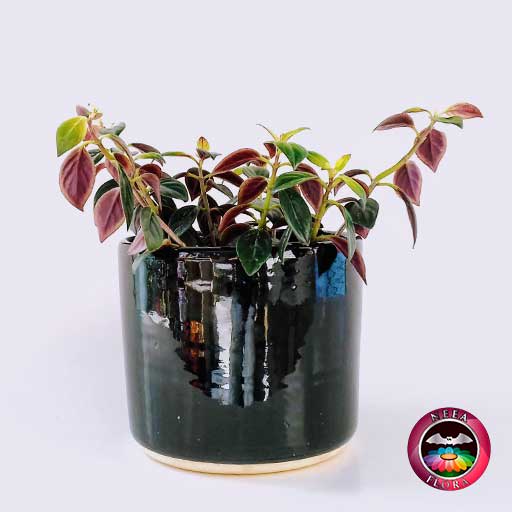 Planta pescado rojo Nematanthus 14cm matera cerámica cilindro Bell negra frontal