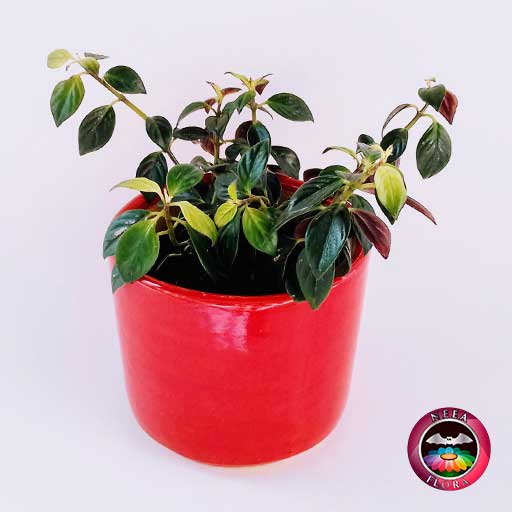 Planta pescado rojo Nematanthus 14cm matera cerámica cilindro Bell roja diagonal