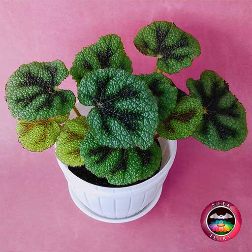 Afelandra gruesa Aphelandra squarrosa 14cm matera plástica barril blanca diagonal