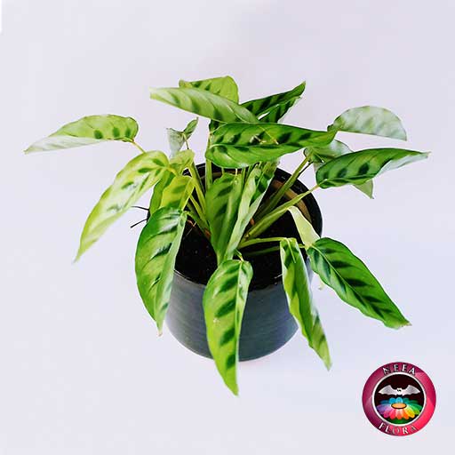 Planta mandamientos Calathea 14cm matera cerámica cilindro Bell • Neea  Flora - Recordatorios y Regalos con Suculentas