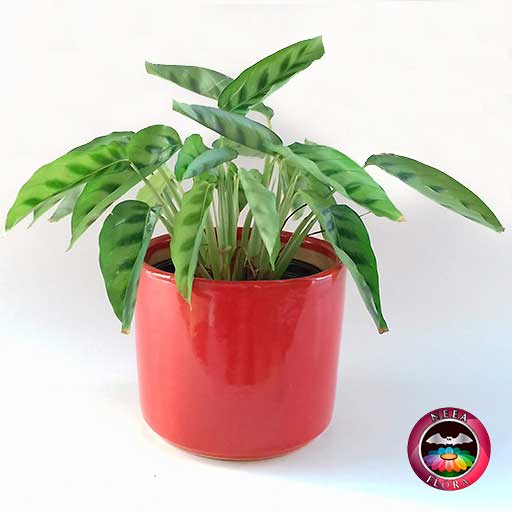 Planta mandamientos Calathea 14cm matera cerámica cilindro Bell • Neea  Flora - Recordatorios y Regalos con Suculentas