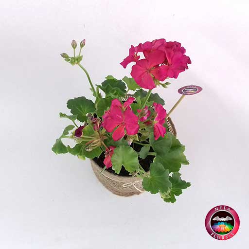 Planta Novio Pelargonium 14cm matera plástica yute superior Neea Flora