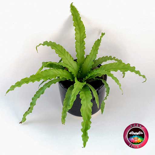 Helecho nido de ave crespo Asplenium nidus 14cm matera cerámica cilindro Bell negra superior