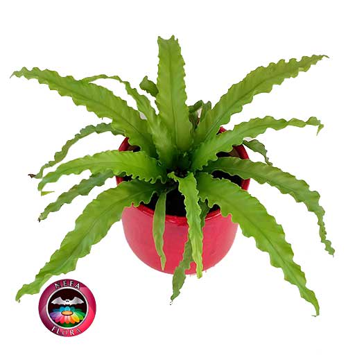Helecho nido de ave crespo Asplenium nidus 14cm matera cerámica cilindro Bell roja diagonal