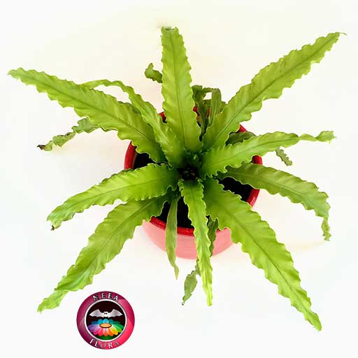 Helecho nido de ave crespo Asplenium nidus 14cm matera cerámica cilindro Bell roja superior