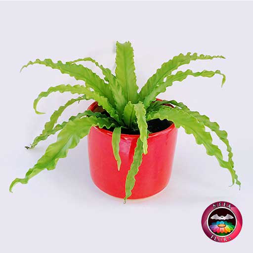 Helecho nido de ave crespo Asplenium nidus 14cm matera cerámica cilindro Bell roja frontal
